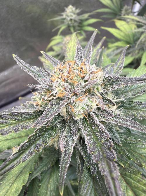 420 Fast Buds Seedtest. Week 9 - Tag 57.