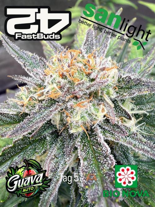 420 Fast Buds Seedtest. Week 9