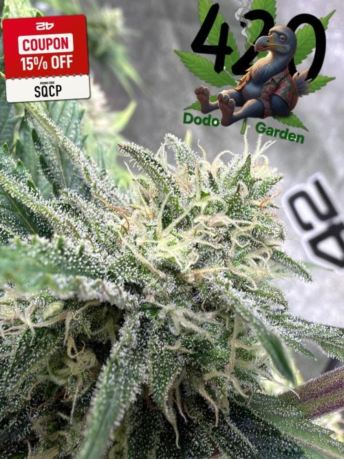420 Fast Buds Seedtest. Week 9