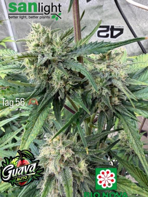 420 Fast Buds Seedtest. Week 9