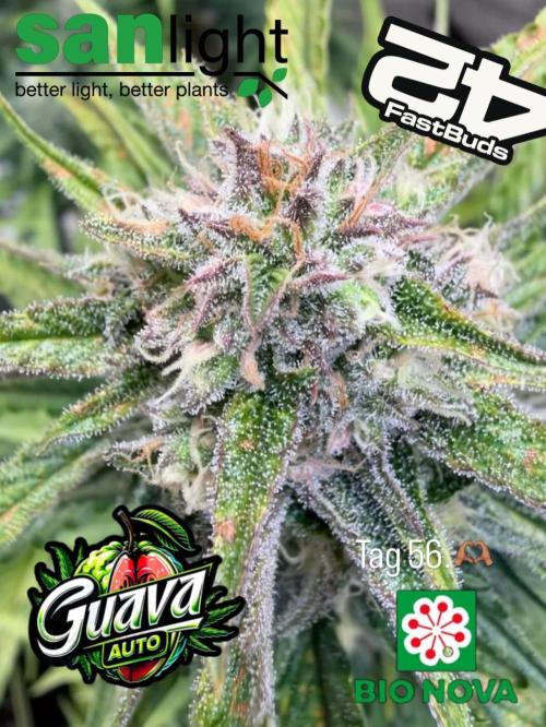 420 Fast Buds Seedtest. Week 9