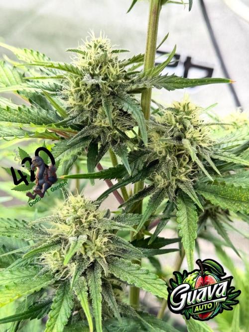 420 Fast Buds Seedtest. Week 9