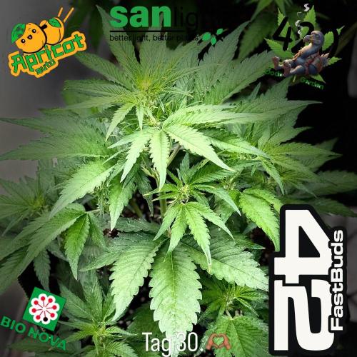 FastBuds Seedtest Apricot💪🏽. Week 5