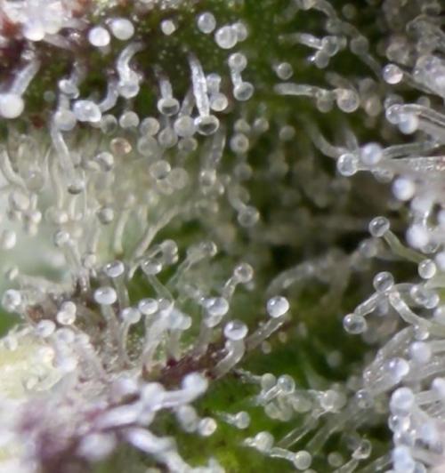 420 Fast Buds Seedtest. Week 9