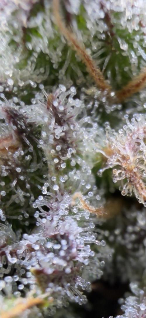 420 Fast Buds Seedtest. Week 9