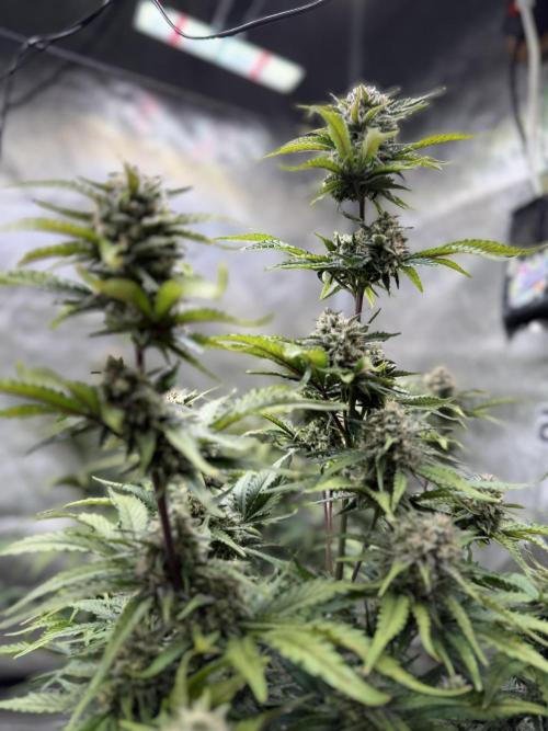 420 Fast Buds Seedtest. Week 9