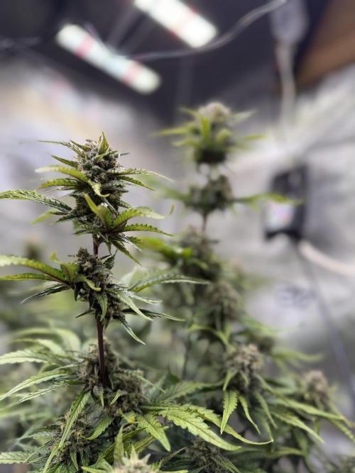 420 Fast Buds Seedtest. Week 9
