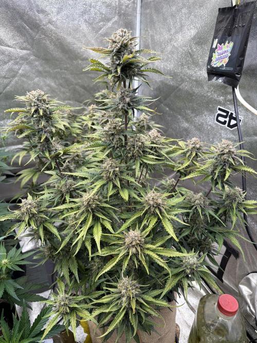 420 Fast Buds Seedtest. Week 10 - Tag 64.