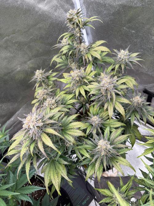 420 Fast Buds Seedtest. Week 10 - Tag 64.