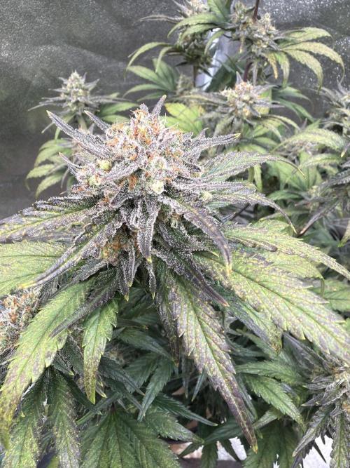 420 Fast Buds Seedtest. Week 10 - Tag 64.