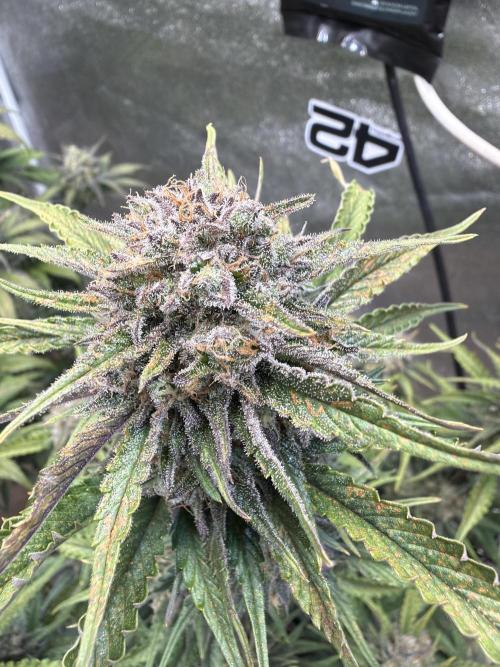 420 Fast Buds Seedtest. Week 10 - Tag 64.
