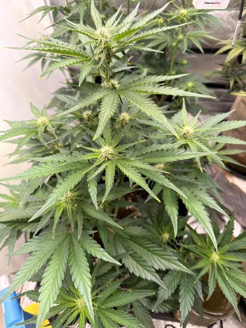 FastBuds Seedtest Apricot💪🏽. Week 6 - Tag 36.