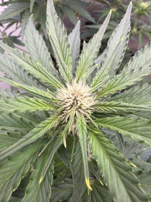 FastBuds Seedtest Apricot💪🏽. Week 6 - Tag 36.