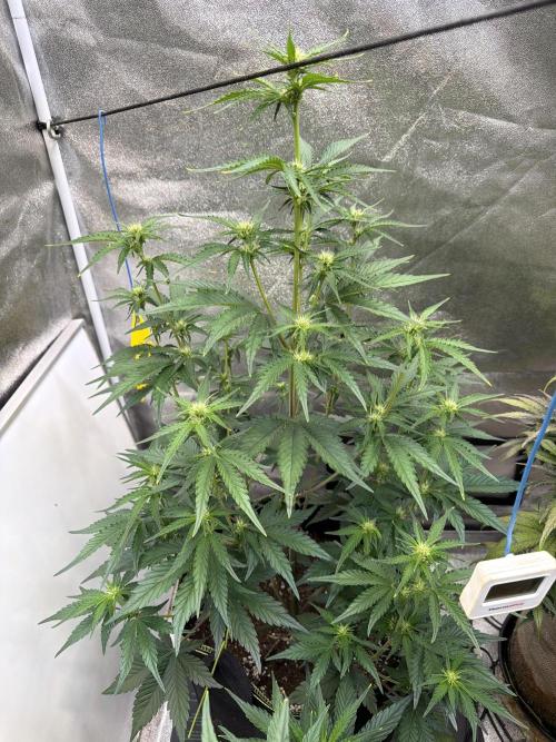 FastBuds Seedtest Apricot💪🏽. Week 6 - Tag 36.