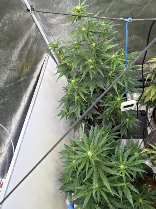 FastBuds Seedtest Apricot💪🏽. Week 6 - Tag 36.