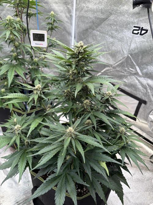 FastBuds Seedtest Apricot💪🏽. Week 7 - Tag 42