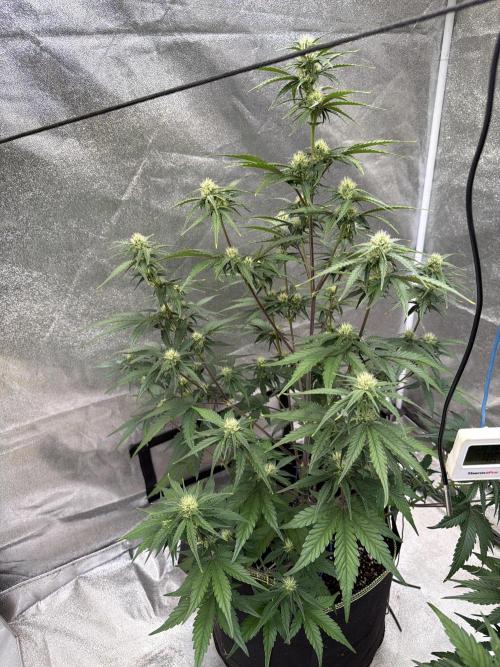 FastBuds Seedtest Apricot💪🏽. Week 7 - Tag 42