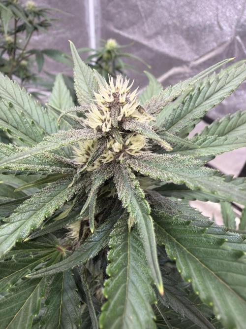 FastBuds Seedtest Apricot💪🏽. Week 7 - Tag 42