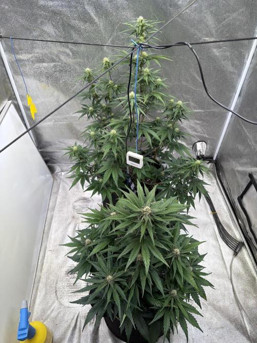FastBuds Seedtest Apricot💪🏽. Week 7 - Tag 42