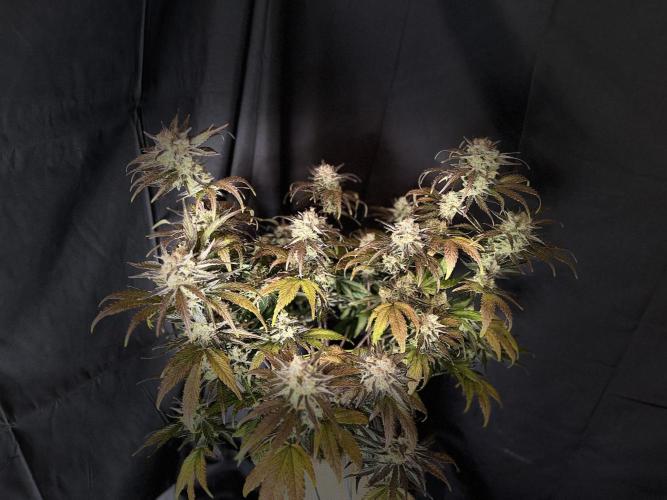 420 Fast Buds Seedtest. Week 11