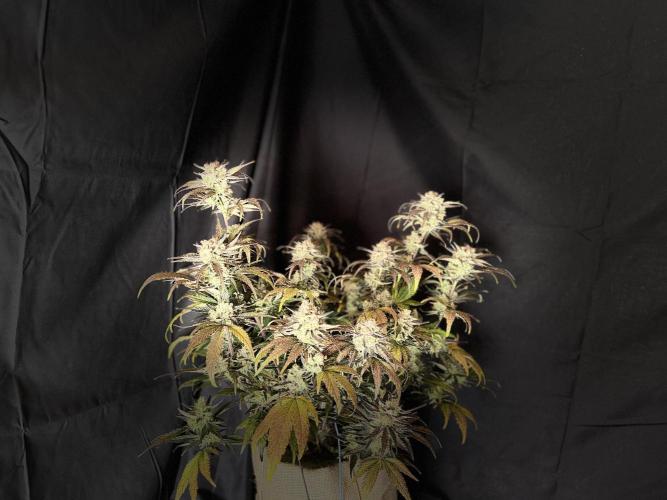 420 Fast Buds Seedtest. Week 11