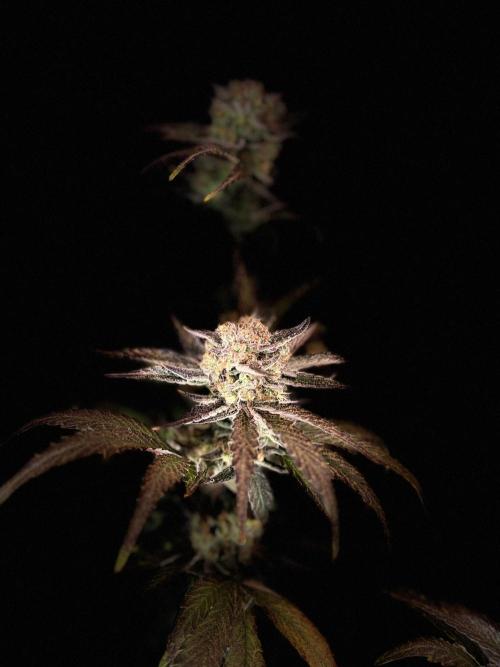 420 Fast Buds Seedtest. Week 11