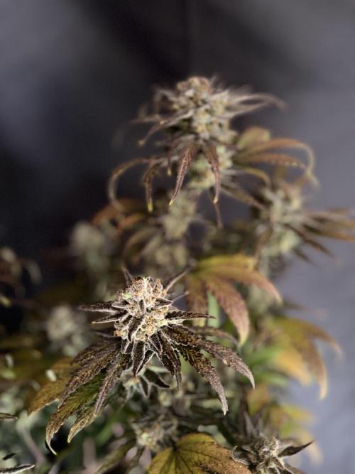 420 Fast Buds Seedtest. Week 11