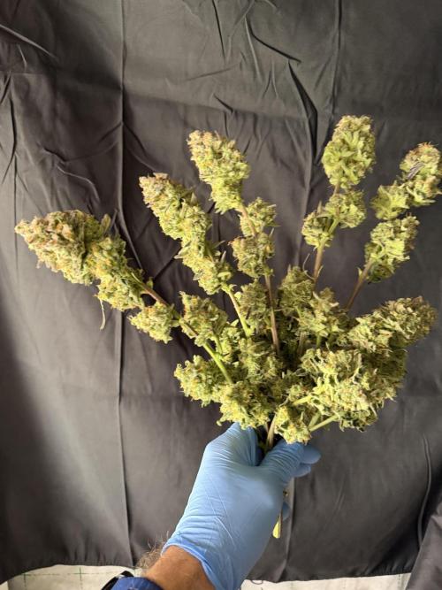 420 Fast Buds Seedtest. Week 11