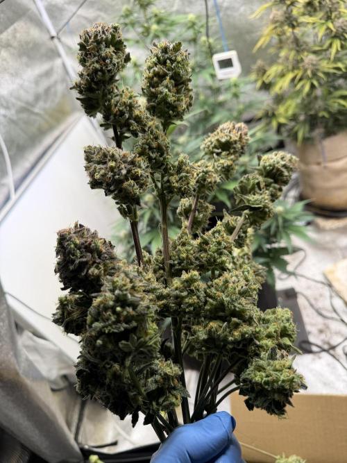 420 Fast Buds Seedtest. Week 11