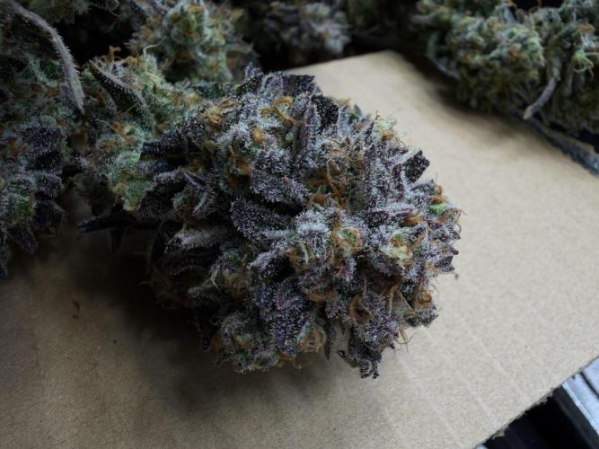 420 Fast Buds Seedtest. Week 11