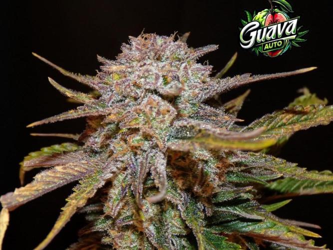 420 Fast Buds Seedtest. Week 11