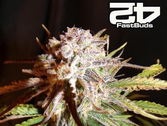 420 Fast Buds Seedtest. Week 11