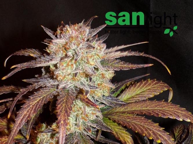 420 Fast Buds Seedtest. Week 11