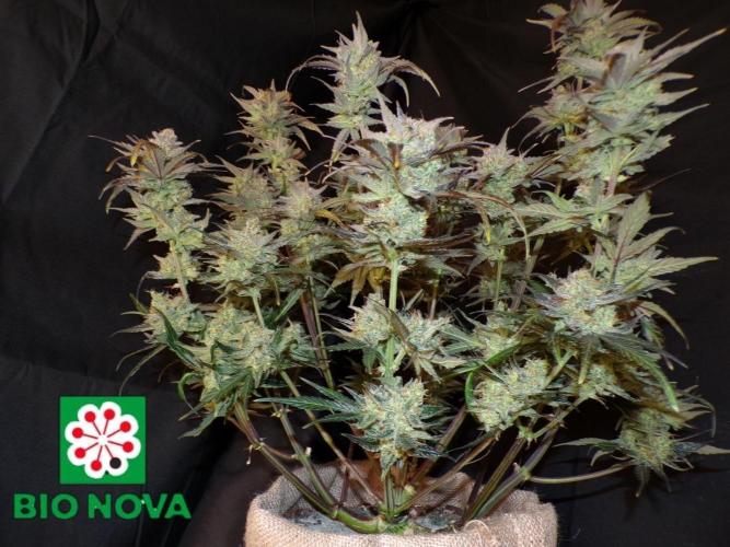 420 Fast Buds Seedtest. Week 11