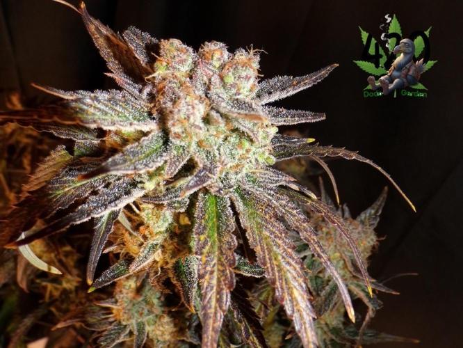 420 Fast Buds Seedtest. Week 11