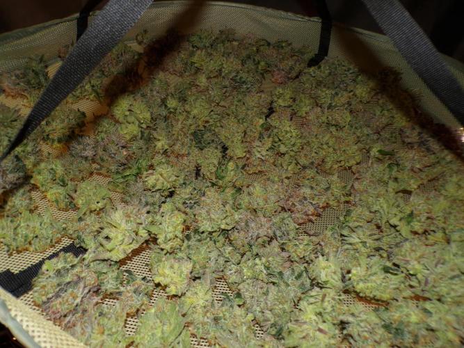 420 Fast Buds Seedtest. Week 11