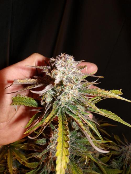 420 Fast Buds Seedtest. Week 11