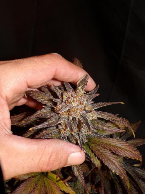 420 Fast Buds Seedtest. Week 11
