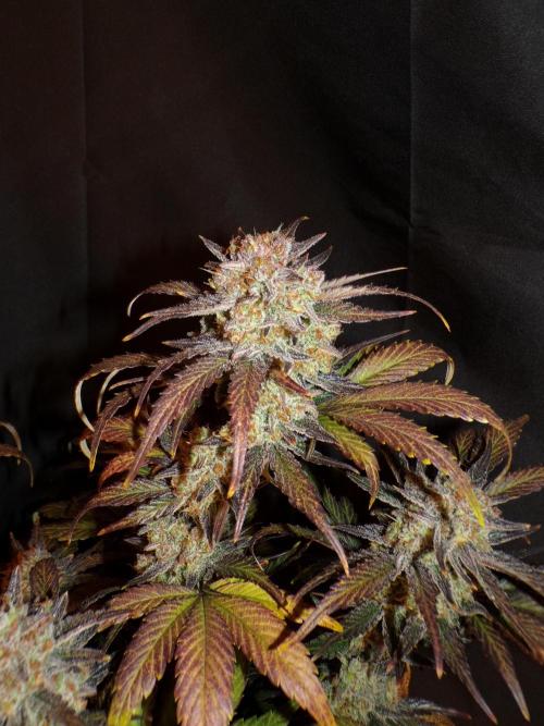 420 Fast Buds Seedtest. Week 11