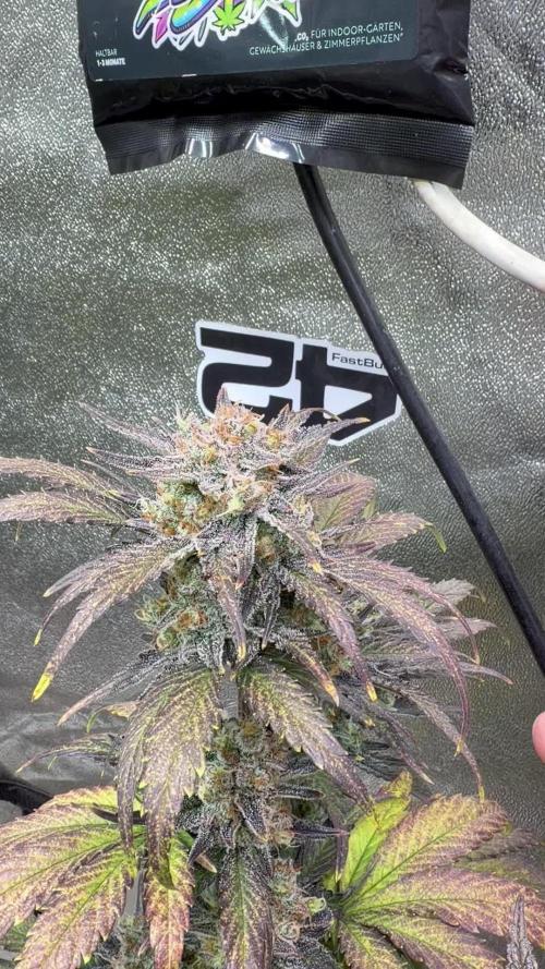420 Fast Buds Seedtest