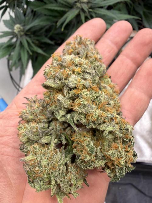 420 Fast Buds Seedtest. Week 11