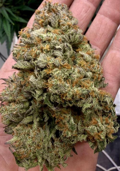 420 Fast Buds Seedtest. Week 11