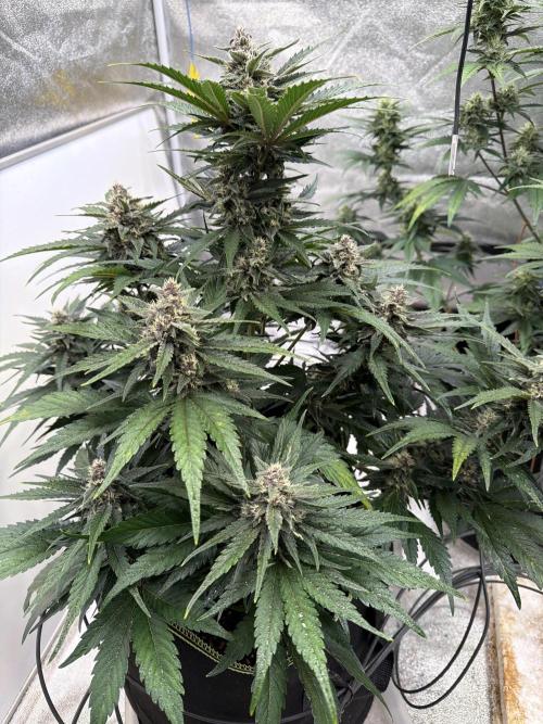 FastBuds Seedtest Apricot💪🏽. Week 8 - Tag 51.