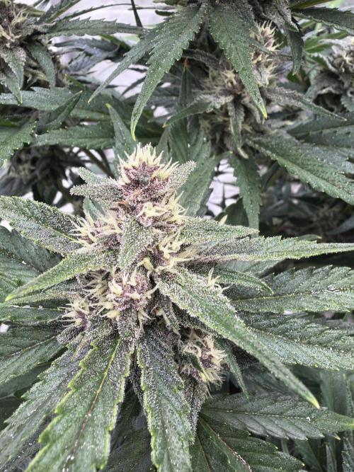FastBuds Seedtest Apricot💪🏽. Week 8 - Tag 51.