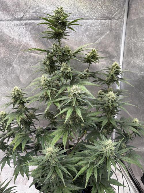 FastBuds Seedtest Apricot💪🏽. Week 8 - Tag 51.