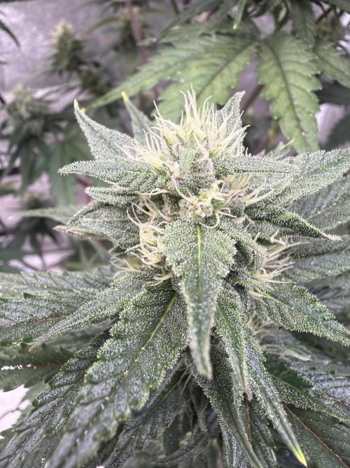 FastBuds Seedtest Apricot💪🏽. Week 8 - Tag 51.