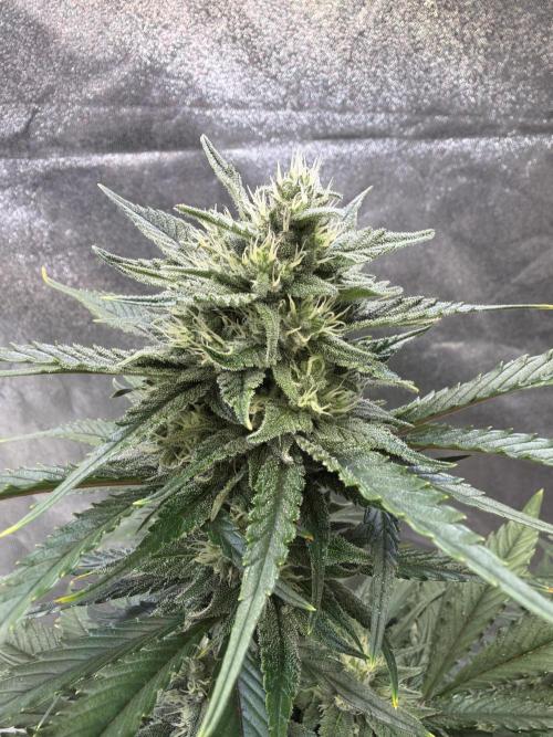 FastBuds Seedtest Apricot💪🏽. Week 8 - Tag 51.