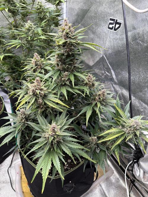 FastBuds Seedtest Apricot💪🏽. Week 9 - Tag 60.