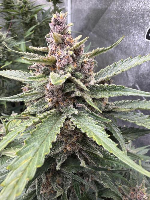 FastBuds Seedtest Apricot💪🏽. Week 9 - Tag 60