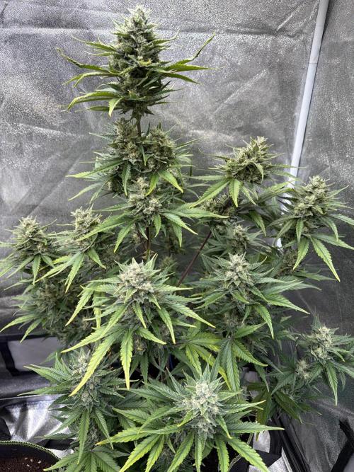 FastBuds Seedtest Apricot💪🏽. Week 9 - Tag 60